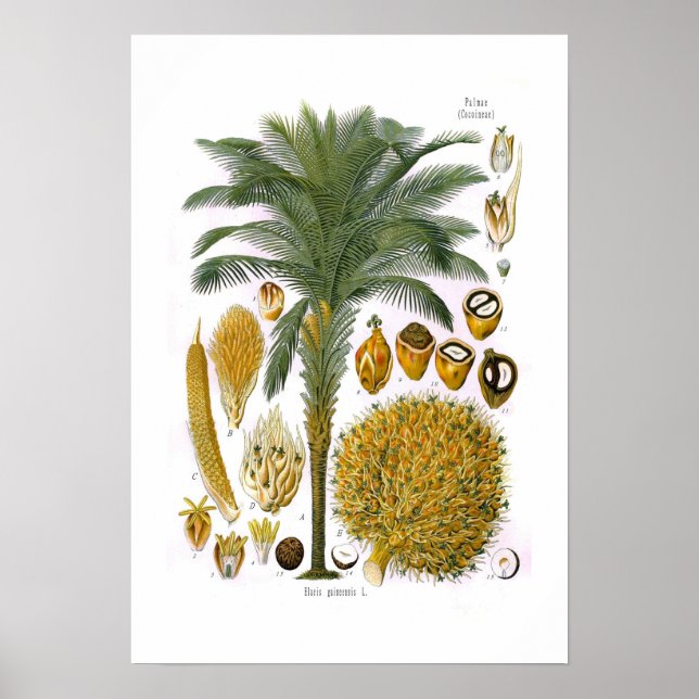 Poster Elaeis guineensis (palmier à huile) (Devant)