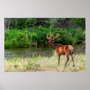 Poster Élan mâle dans le National Bison Range, Montana 2