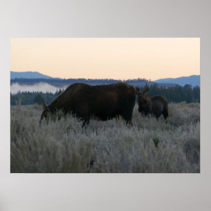 Poster Élan paissant au lever du soleil à Grand Teton