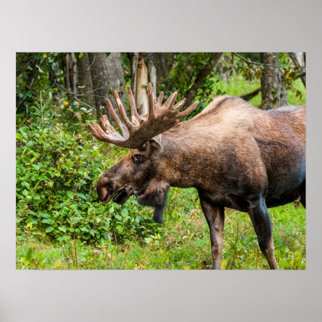 Poster Élan | Péninsule de Kenai, Alaska (Devant)