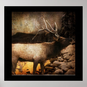 Poster Élans rustiques de taureau de montagne de forêt de