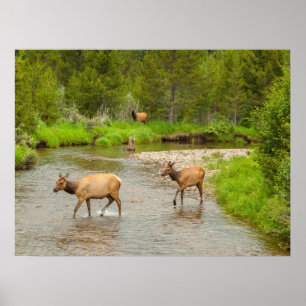 Poster Élans traversant la rivière Colorado