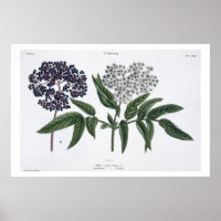 Elder, fig. 13 de "The Young Landsman", publie