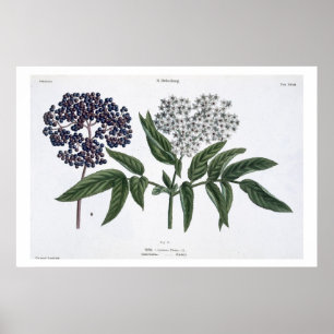 Poster Elder, fig. 13 de "The Young Landsman", publie