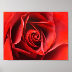 Poster Élégance Red Rose