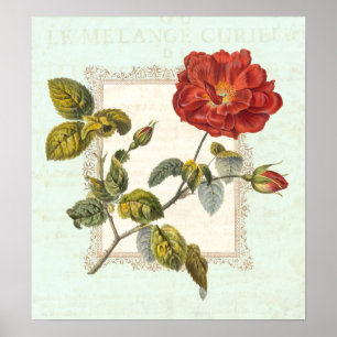 Poster Élégance vintage Rose rouge