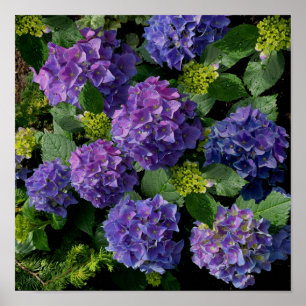 Poster Elégant bleu violet magenta vert hydrangée florale