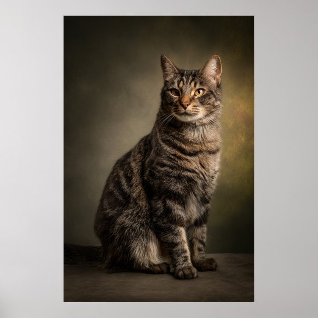 Poster Elegant Cat Studio Portrait (Devant)