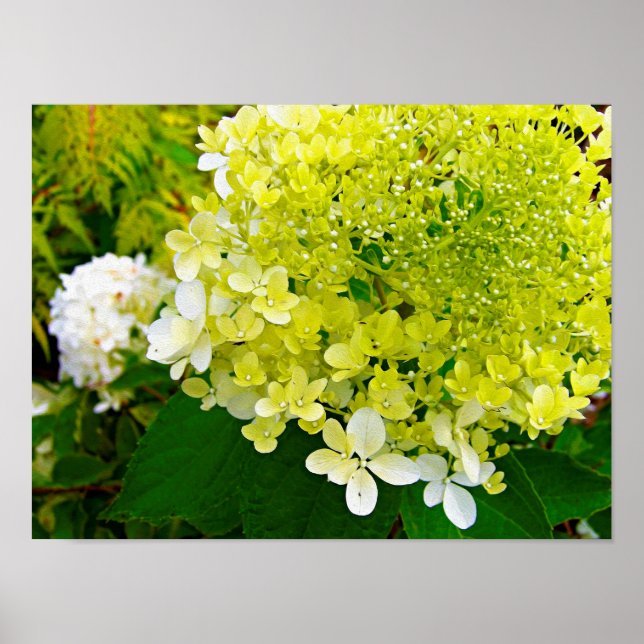 Poster Elegant Chartreuse Green Limelight Hydrangea (Devant)