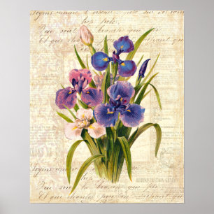 Poster Élégant Irises Vintage rose et violet