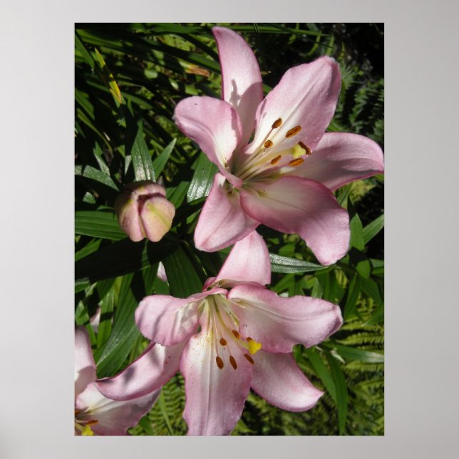 Poster Élégant Lys De Tigre Rose (Devant)