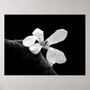 Poster Élégant Magnolia noir et blanc
