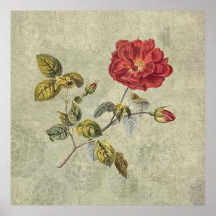 Poster Élégant Rose français Vintage