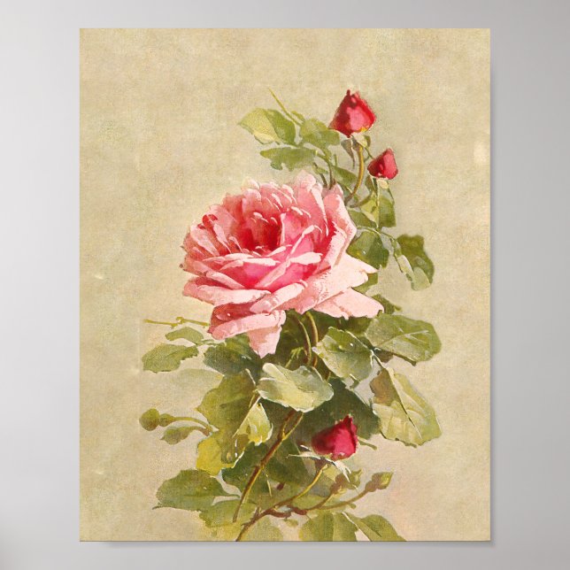 Poster Elegant Vintage Pink Roses (Devant)