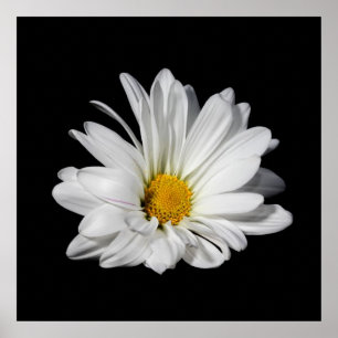 Poster Elegant White Daisy Flower
