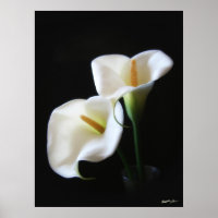 Elégante Calla Lily Fleurs 13