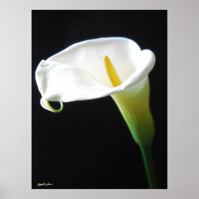 Poster Elégante Calla Lily Fleurs 15 (Devant)
