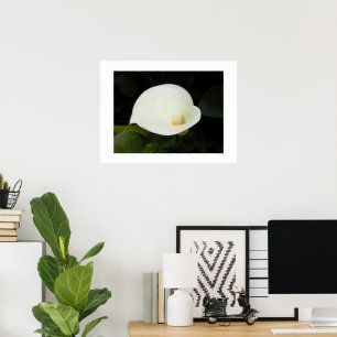 Poster Élégante Fleur de Callas Blanche Photographique Fl