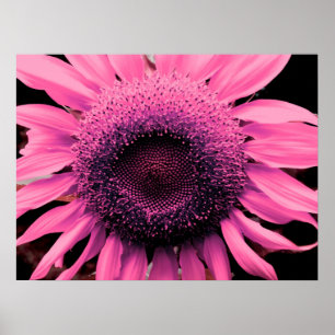 Poster Élégante fleur rose Tournesol fleur rose
