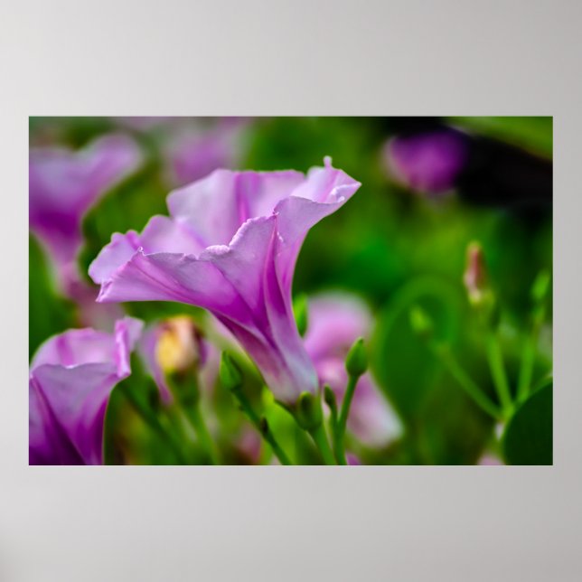Poster Élégante floraison violette en vedette (Devant)