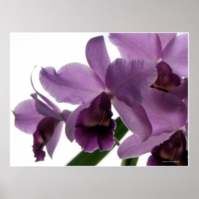 Poster Élégante Orchidée de Cattleya Violet (Devant)