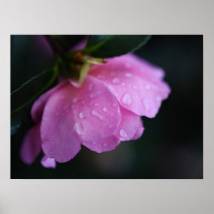 Poster Élégante rose rose gros plan avec la mâchoire