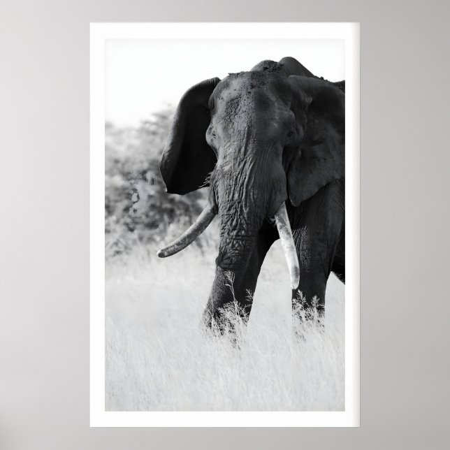 Poster Élément d'impression éléphant noir et blanc - Mini (Devant)