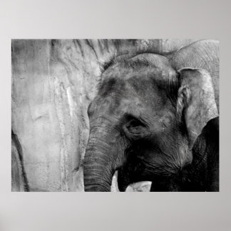 Poster éléphant