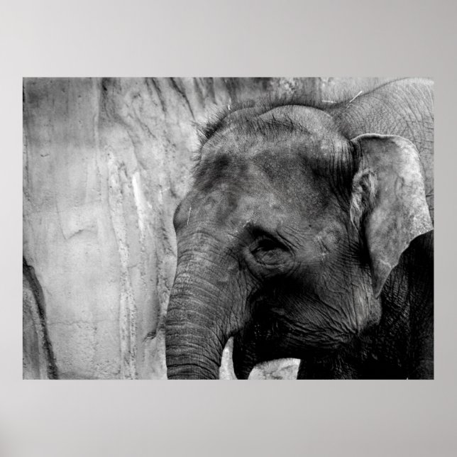 Poster éléphant (Devant)