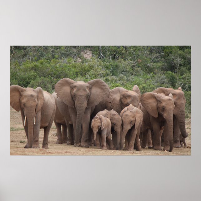 Poster Eléphant (Devant)