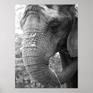 Poster Eléphant