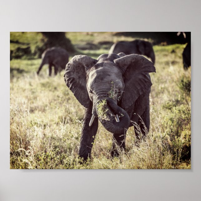 Poster Elephant (Devant)
