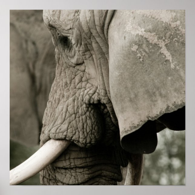 Poster éléphant (Devant)