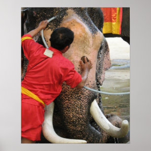 Poster Éléphant à l'heure du bain... Ayutthaya, Thaïlande