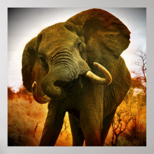 Poster Eléphant africain