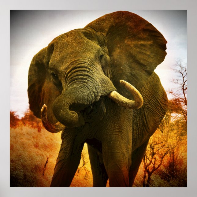 Poster Eléphant africain (Devant)