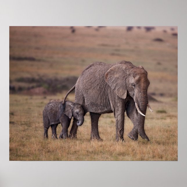 Poster Eléphant africain avec bébé (Devant)