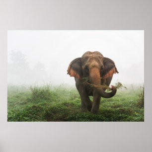 Poster Eléphant asiatique en Thaïlande