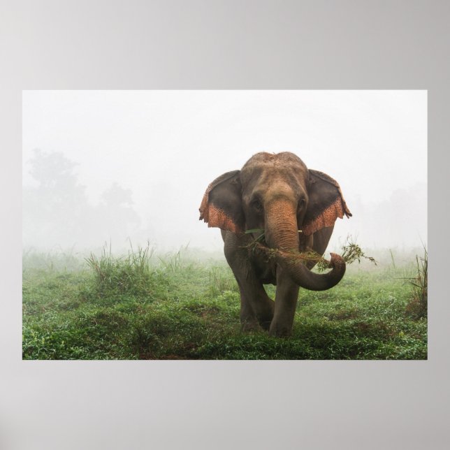 Poster Eléphant asiatique en Thaïlande (Devant)