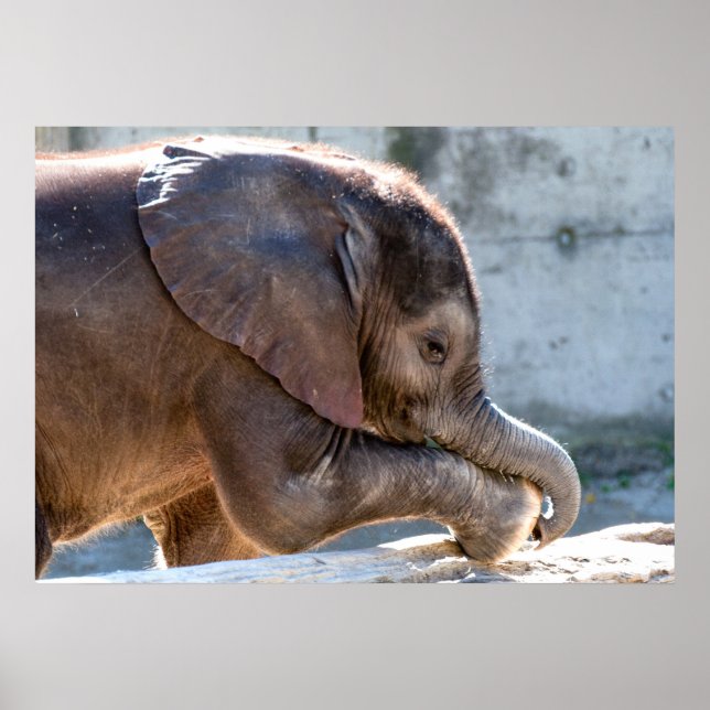 Poster Eléphant bébé (Devant)