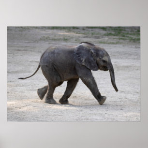 Poster Eléphant bébé doux Kibali