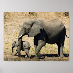 Poster Eléphant bébé et mère