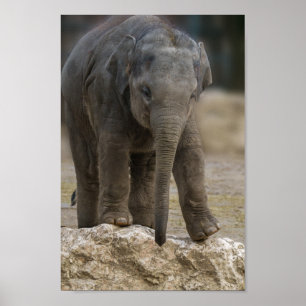 Poster Elephant Calf