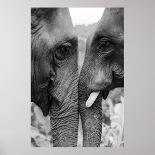 POSTER ELEPHANT COUPLE