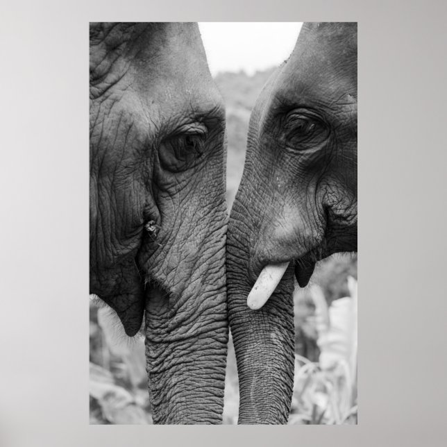 POSTER ELEPHANT COUPLE (Devant)