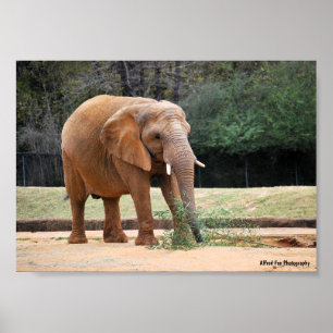 Poster Éléphant d'Afrique dans le parc