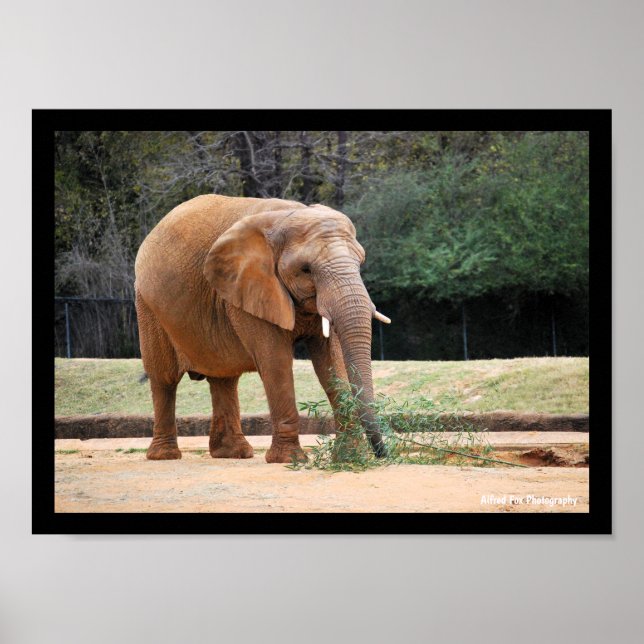 Poster Éléphant d'Afrique dans le parc (Devant)