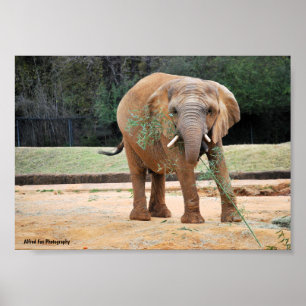 Poster Éléphant d'Afrique mangeant
