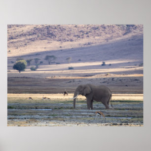 Poster Elephant dans le cratère de Ngorongoro — Safari de