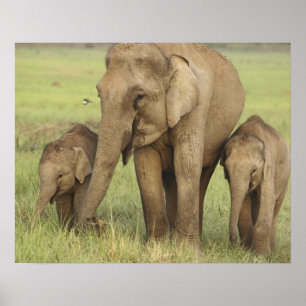Poster Éléphant d'Asie indien et ses jeunes